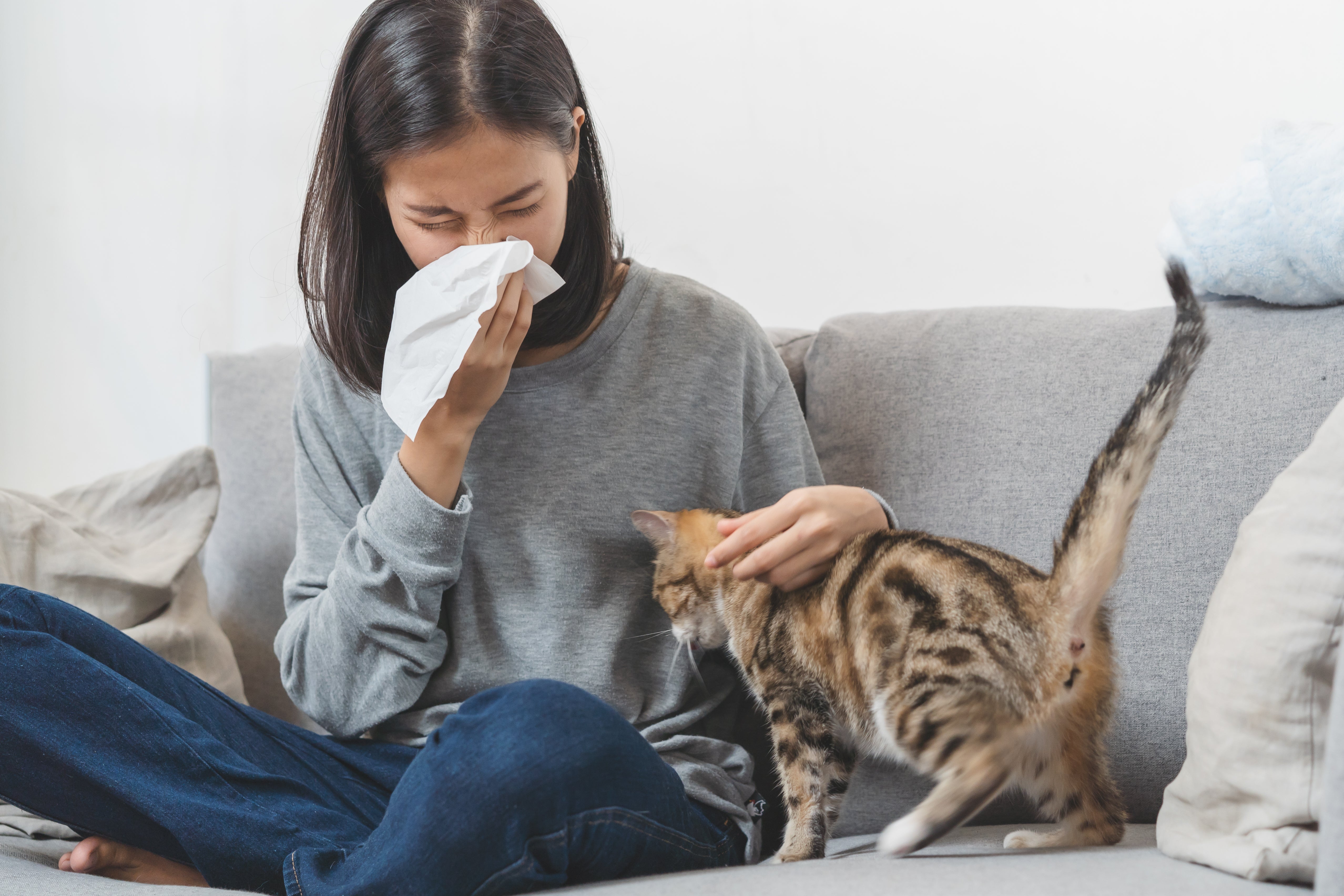 Allergique au chat : votre matou est un mâle ? – Animaux Vie et Santé