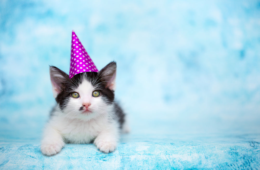 Chat et fêtes de fin d'année : 7 dangers à éviter absolument