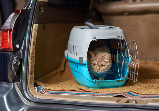 Chat stressé : 7 signes à reconnaître et solutions naturelles