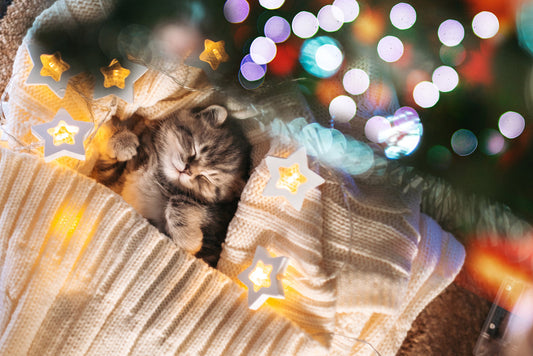 Pourquoi mon chat dort-il encore plus en hiver ?