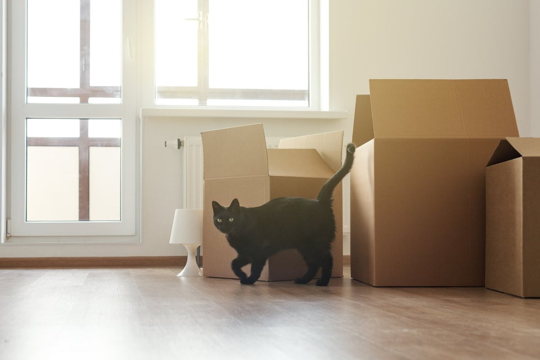 Déménagement avec un chat : guide complet pour éviter le traumatisme