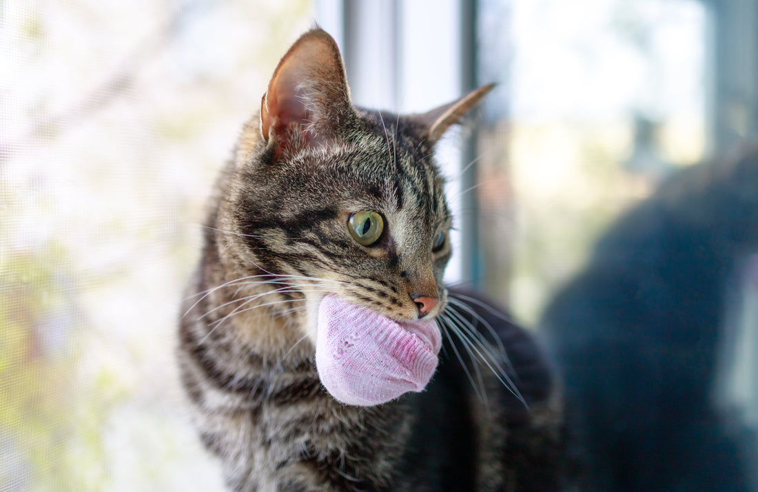 Pourquoi mon chat me ramène-t-il des chaussettes ?