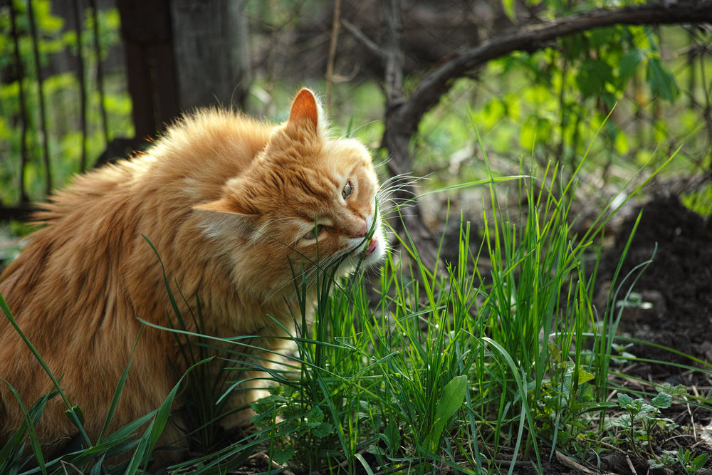 Pourquoi mon chat mange de l'herbe ?