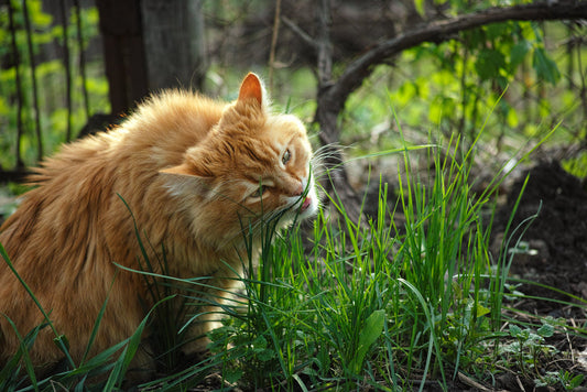 Pourquoi mon chat mange de l'herbe ?