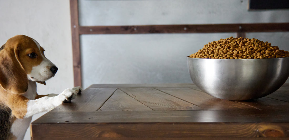 Chien qui mange trop vite : dangers et astuces pour ralentir