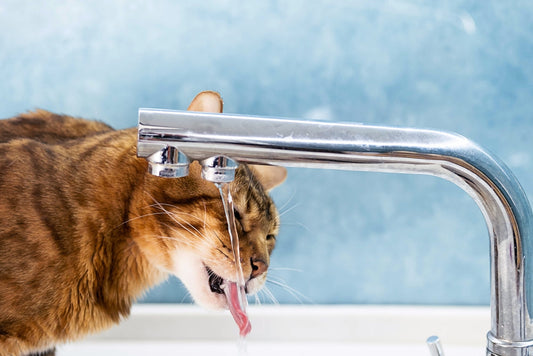 Chat qui ne boit pas assez : causes et solutions