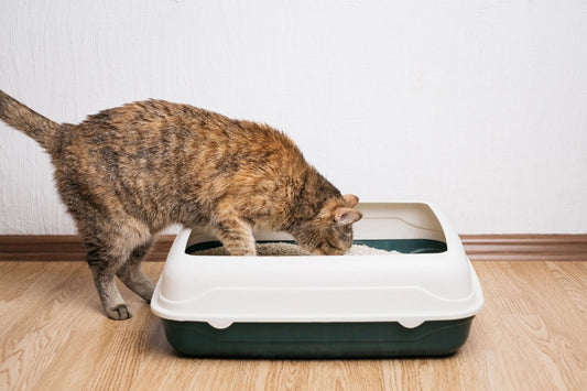 Quand Minet est constipé !