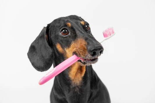Mon chien a mauvaise haleine : causes et solutions naturelles