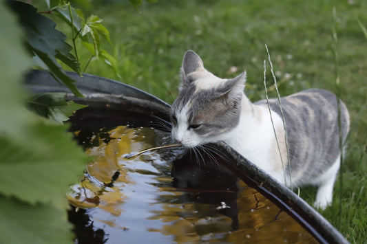 Votre chat boit beaucoup : ce n'est pas normal