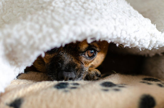 Mon chien a peur des orages : 7 solutions naturelles pour l'apaiser