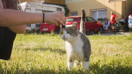 Quelques gouttes suffisent pour intoxiquer votre chat