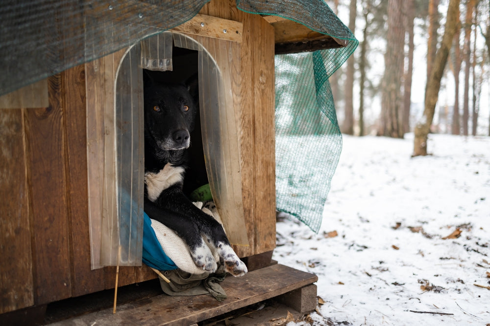 Froid, sel, glace : protégez les coussinets de votre compagnon