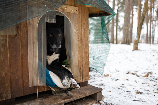 Froid, sel, glace : protégez les coussinets de votre compagnon