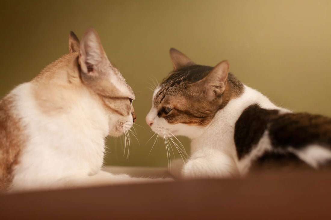 Chat et cohabitation : bonheur multiple mais aventure risquée ?