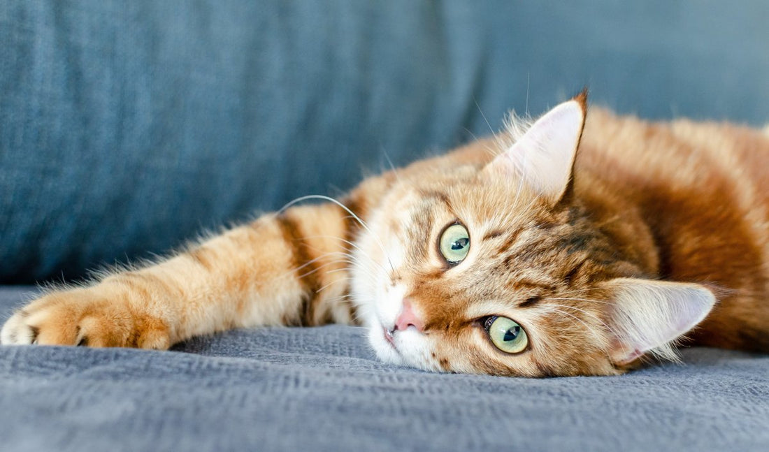 3 idées reçues sur les chats roux