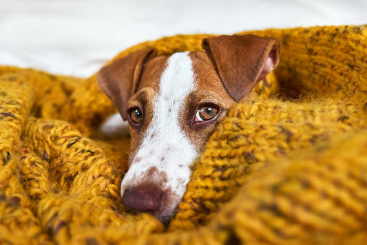 Comment occuper et stimuler son chien quand il fait froid