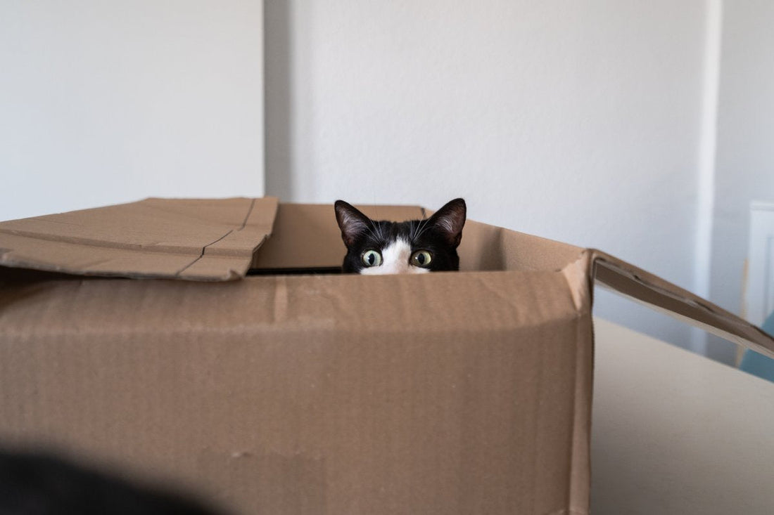 Comment bien préparer l'arrivée d'un chaton à la maison