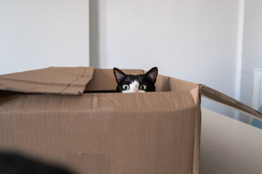 Comment bien préparer l'arrivée d'un chaton à la maison