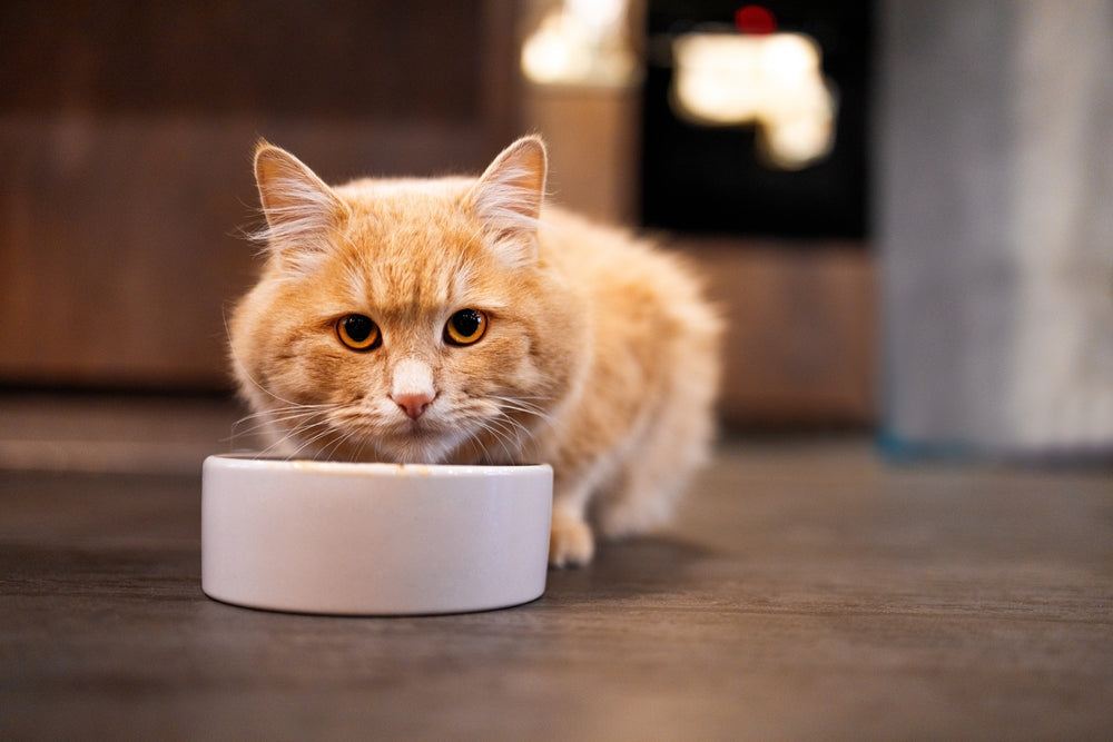 Mon chat mange peu : faut-il s’inquiéter ?