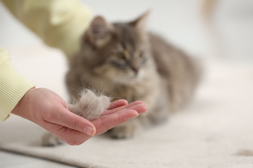 Comment limiter la perte de poils de son chat ?