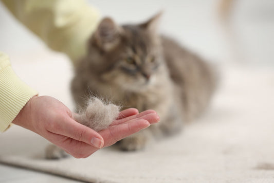 Comment limiter la perte de poils de son chat ?