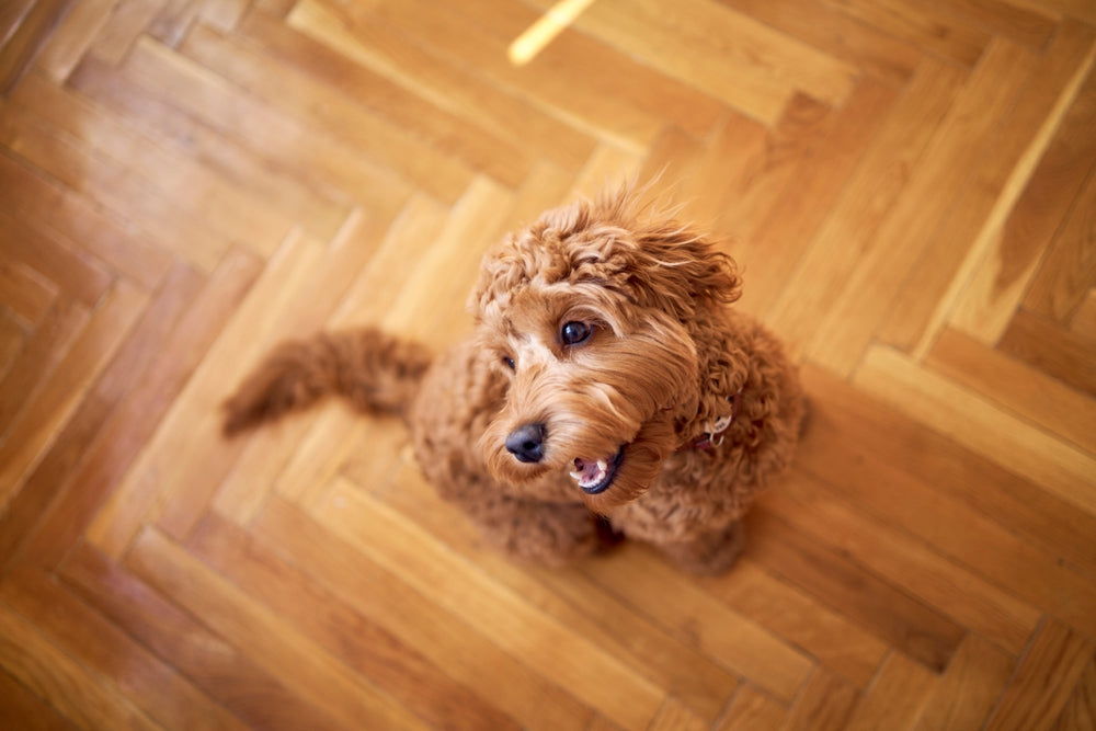 Mon chien est-il vraiment heureux ?
