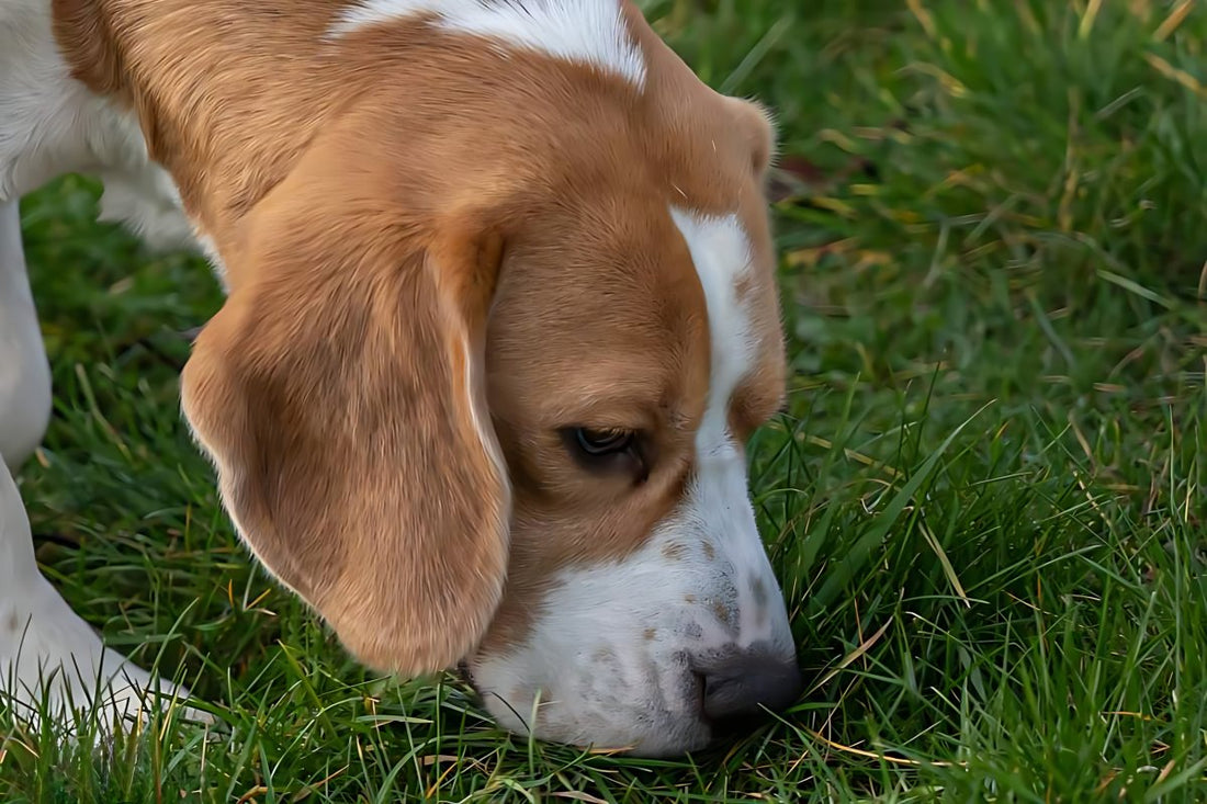 Pourquoi mon chien mange-t-il de l'herbe ?