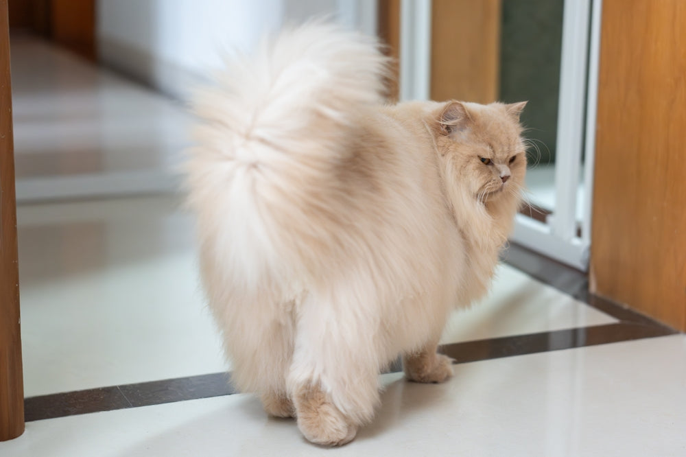 Pourquoi votre chat vous ignore (et ce que ça dit vraiment de votre relation)