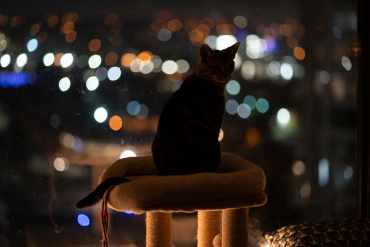 Mon chat miaule la nuit : causes et solutions