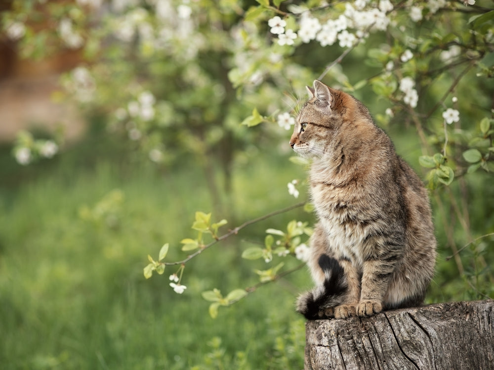 Le chat indépendant : mythe ou réalité ?