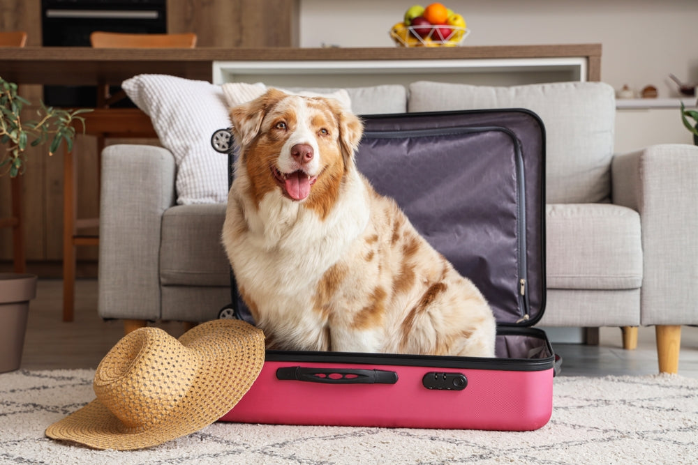 Partir en vacances avec son chien : le guide complet pour un été serein