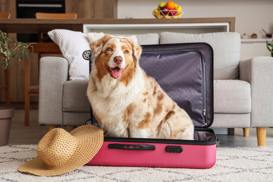 Partir en vacances avec son chien : le guide complet pour un été serein