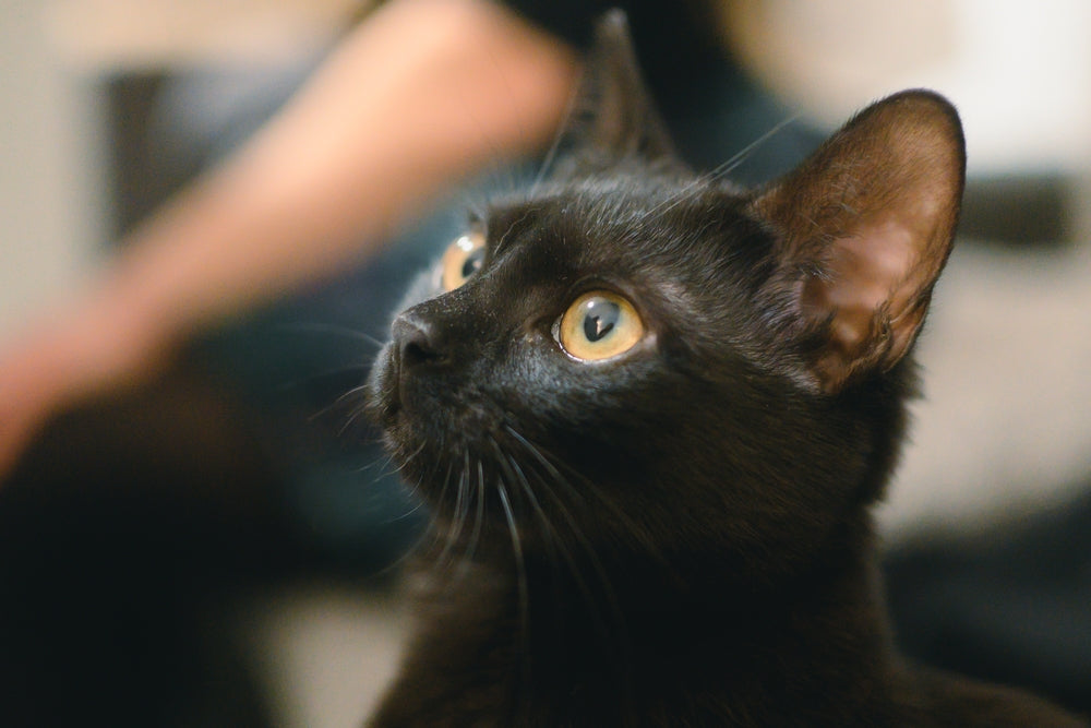 Chat et douleur chronique : les signes discrets que votre chat souffre en silence