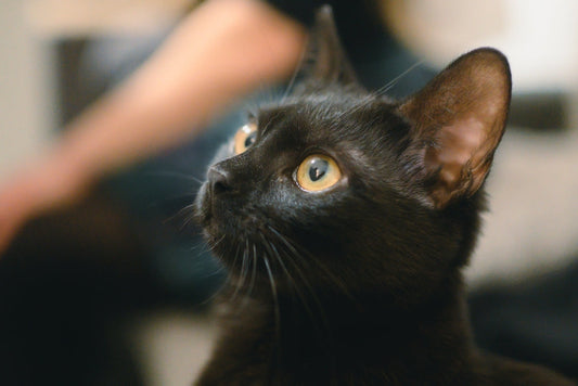 Chat et douleur chronique : les signes discrets que votre chat souffre en silence