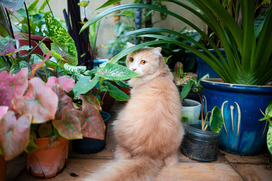 Les Plantes Toxiques pour les Chats : 6 Dangers à Connaître Absolument