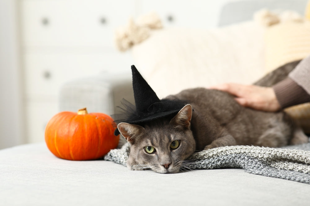 Halloween et les chats : les dangers à connaître absolument
