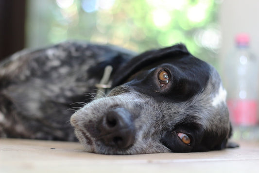 Pourquoi votre chien semble fatigué… alors qu’il ne fait presque rien