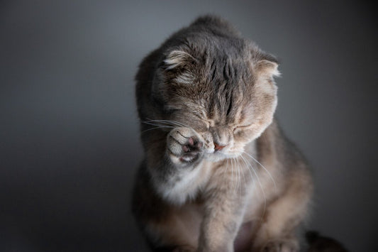 La toilette du chat : tout comprendre de son rituel