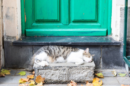 Sommeil du Chat : Comprendre ses Cycles et Résoudre les Troubles Courants