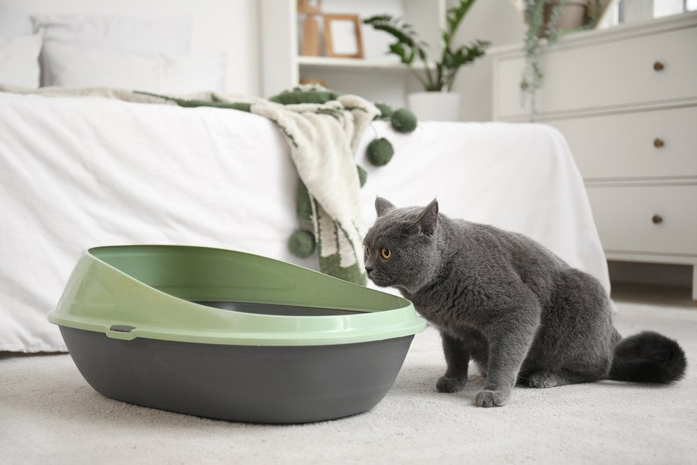 Pourquoi mon chat fait pipi hors de sa litière : 5 causes et solutions efficaces