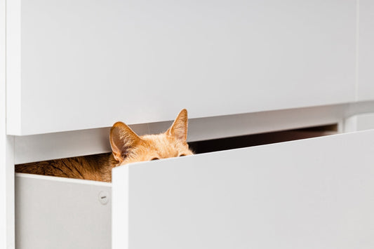 Chat qui se cache : comprendre ce comportement