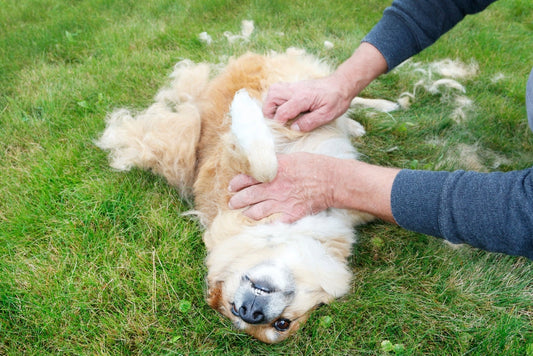 Mon chien perd ses poils en automne : normal ou inquiétant ?