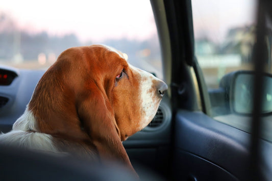 Chien en voiture : conseils pour voyager sereinement avec votre compagnon