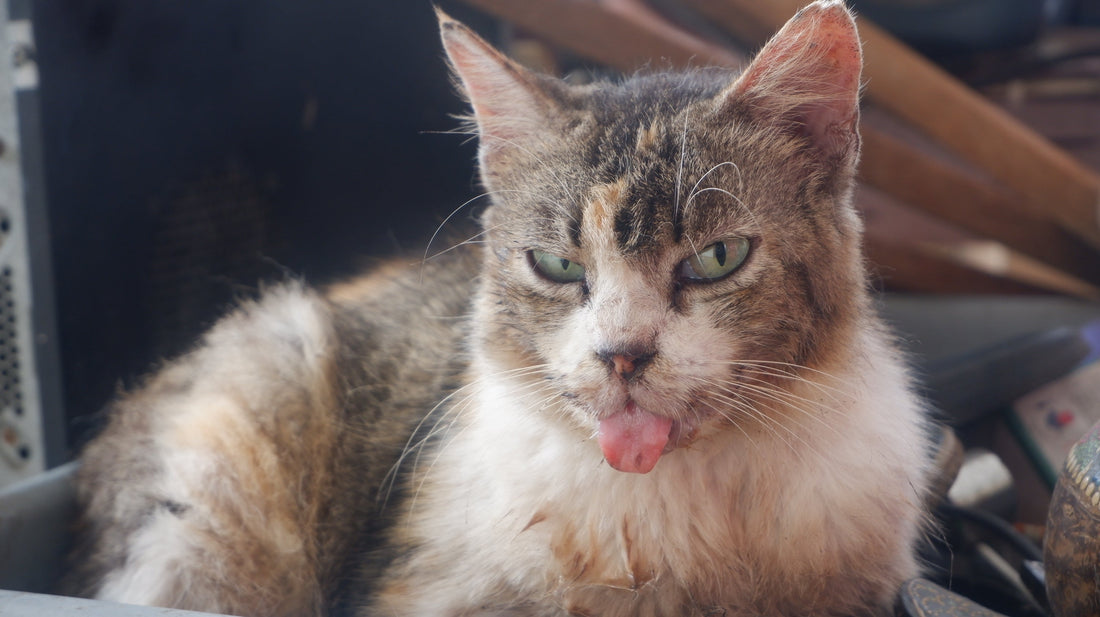 Mon chat bave : quand s'inquiéter ?