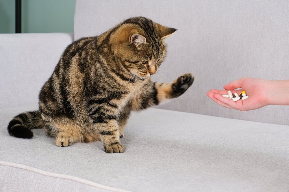 Vermifuge chat : à quelle fréquence ?