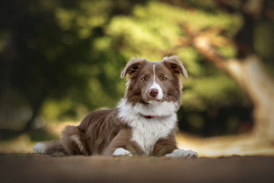 Le microbiome intestinal du chien : pourquoi c'est la clé de sa santé globale