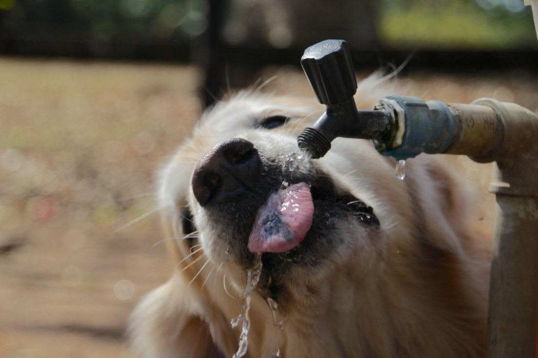 Pourquoi mon chien boit-il autant d'eau ?
