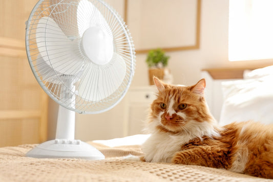 Mon chat et la chaleur : comment le protéger cet été ?