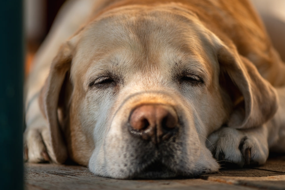 Arthrose du chien âgé : 4 remèdes naturels qui soulagent vraiment