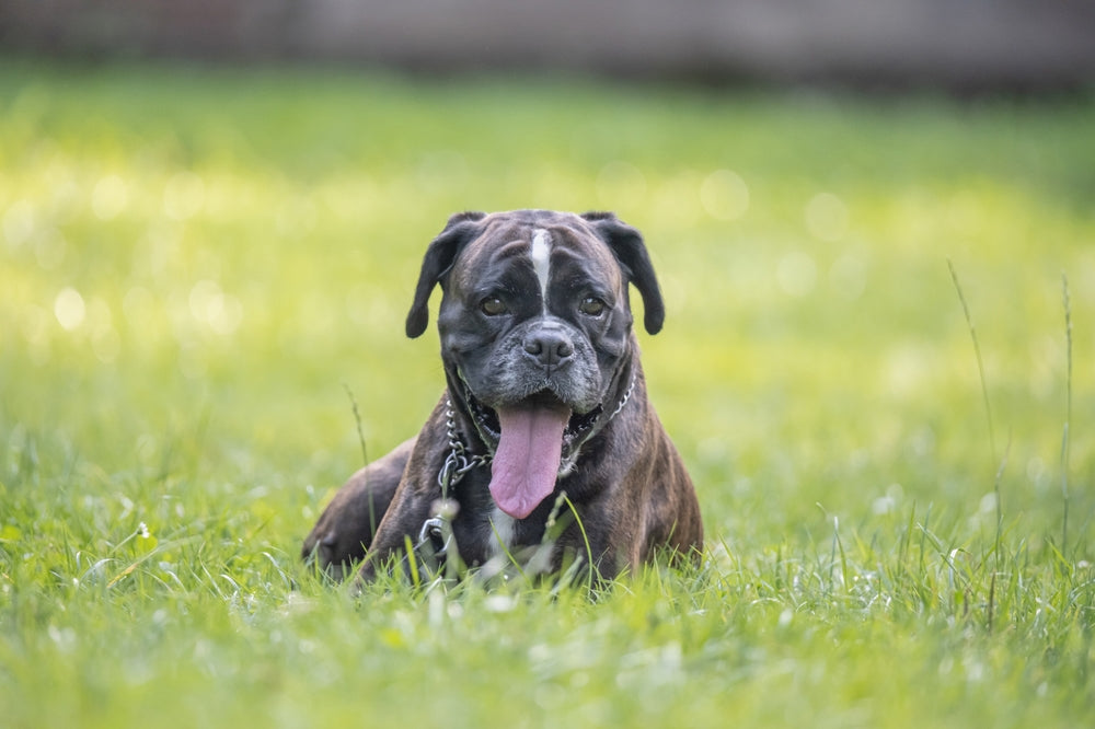 Chien et vieillissement cognitif : reconnaître et accompagner la démence canine